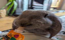 French Lop rabbits for sale: Female french lop for rehoming  - Image 4