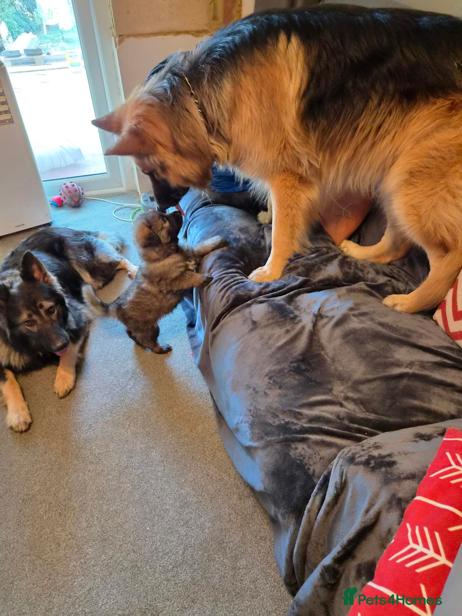 German Shepherd dogs Beautiful GSD puppies - Advert 1