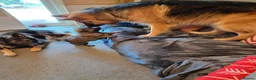 German Shepherd dogs for sale: READY NOW 3 female super KC registered GSD puppies - Advert 6