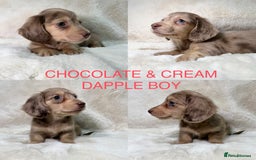 Miniature Dachshund dogs for sale:  KC REGISTERED MINIATURE LONGHAIRED DACHSHUND  - Image 7