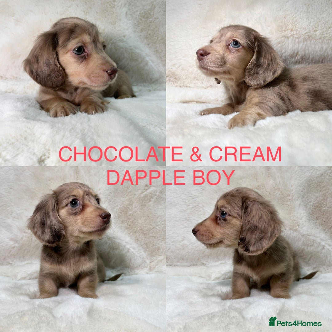 Miniature Dachshund dogs for sale:  KC REGISTERED MINIATURE LONGHAIRED DACHSHUND  - Image 7
