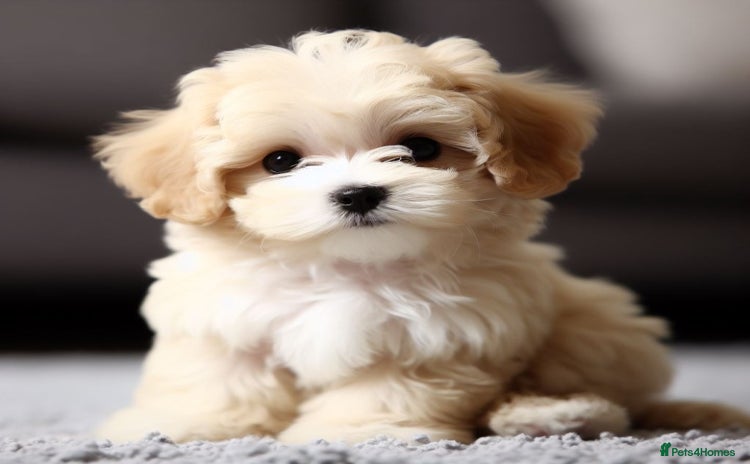 Maltipoo dogs - Advert 6