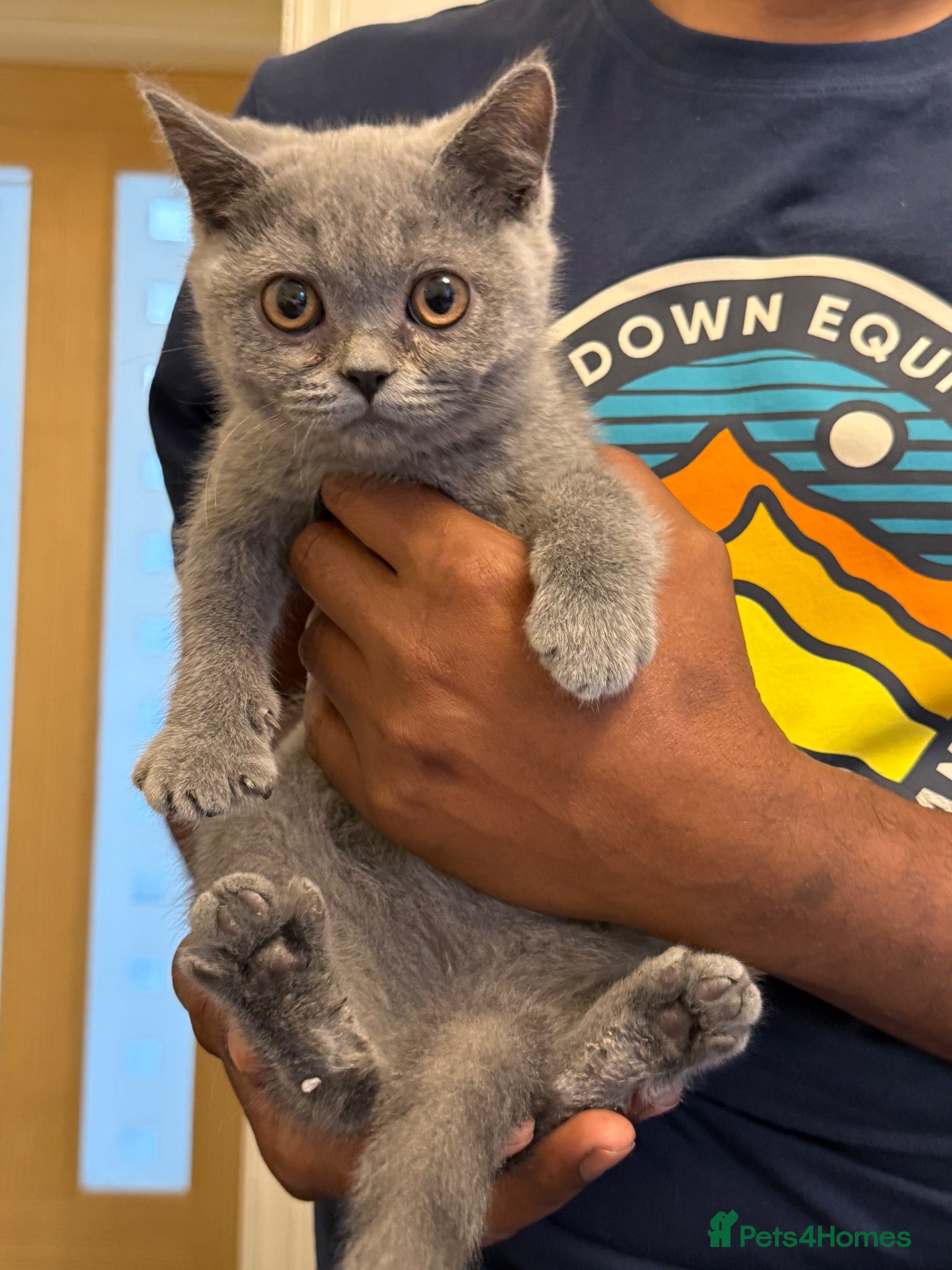 British Shorthair cats British short hair Birmingham kittens for sale  - Advert 1