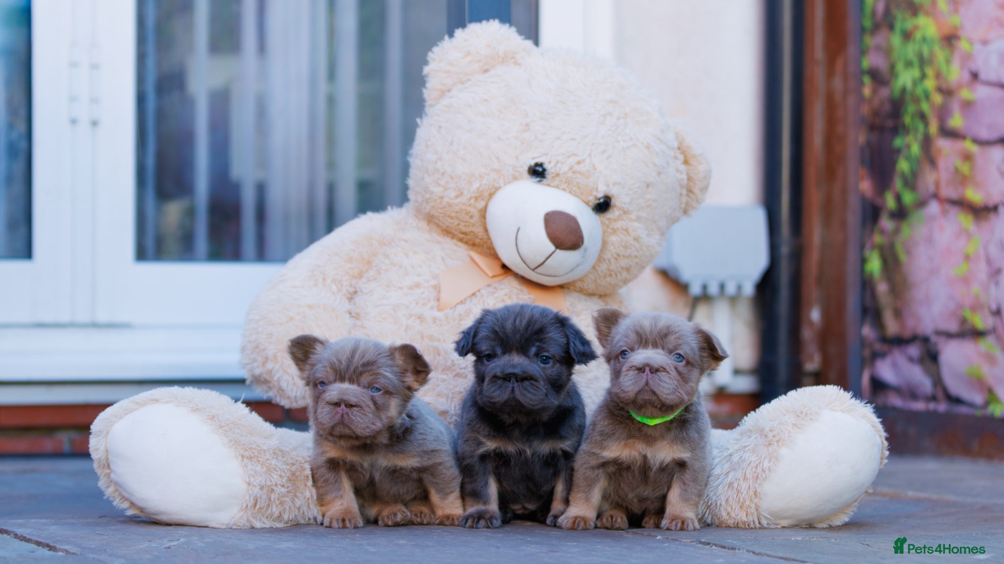 French Bulldog dogs TOP QUALITY FLUFFY FRENCH BULLDOG PUPPIES - Advert 2
