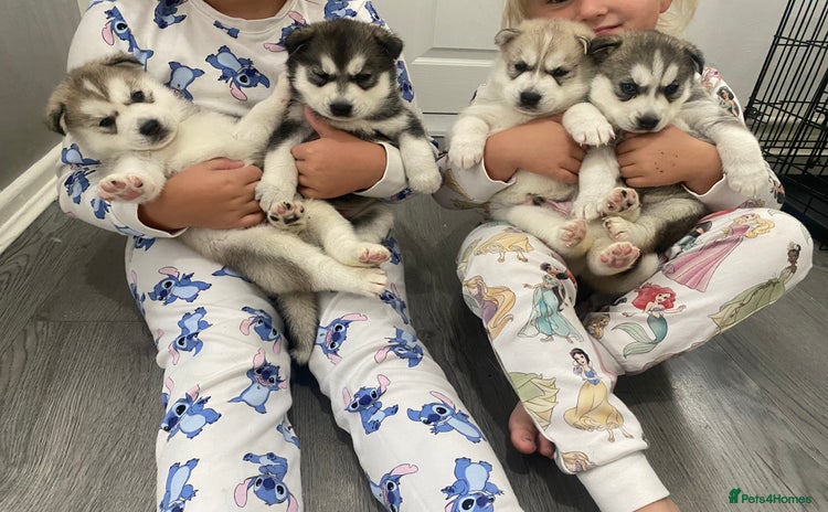 Siberian Husky dogs - Advert 1