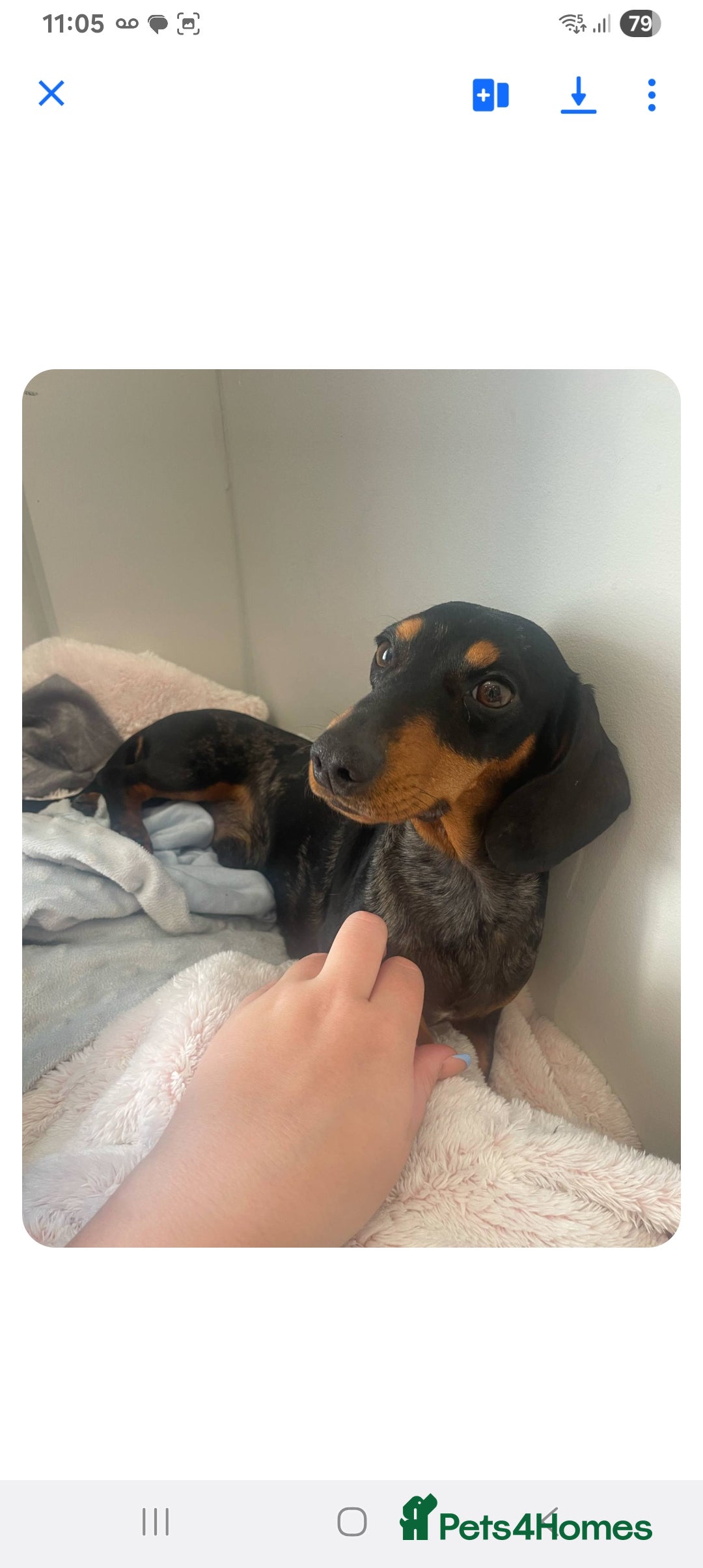 Dachshund dogs for sale: 3 beautiful dachshund puppies  - Advert 3