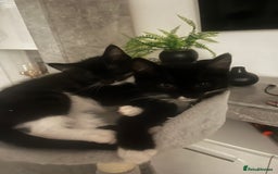 Ragdoll cats for sale: Ragdoll mix beautiful kittens  - Image 25