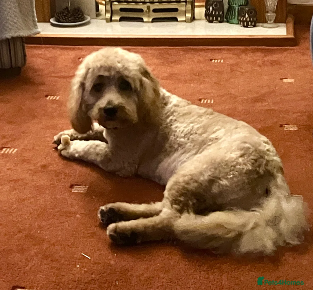 Cockapoo dogs for sale: 2 year old Cockapoo in Ayr - Advert 1