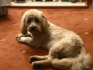 Cockapoo dogs 2 year old Cockapoo - Advert 1