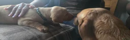 Labrador Retriever dogs for sale: Fox red labrador puppies KC Registered - Advert 10