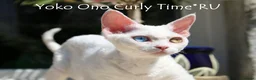 Devon Rex cats for stud: Stunning white boy with blue eyes for stud in Whitchurch - Advert 15