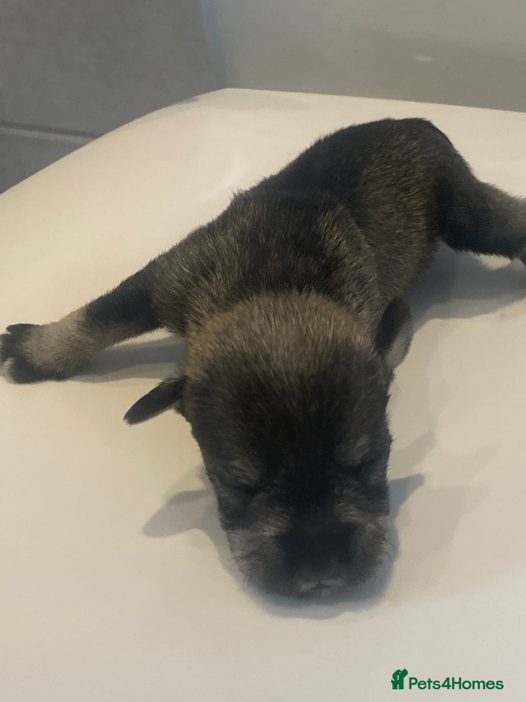 Miniature Schnauzer dogs for sale: Miniature schnauzer puppies kc reg  - Image 7