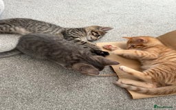 Maine Coon cats for sale: Grey Ragdoll / Mainecoon kitten - Image 3