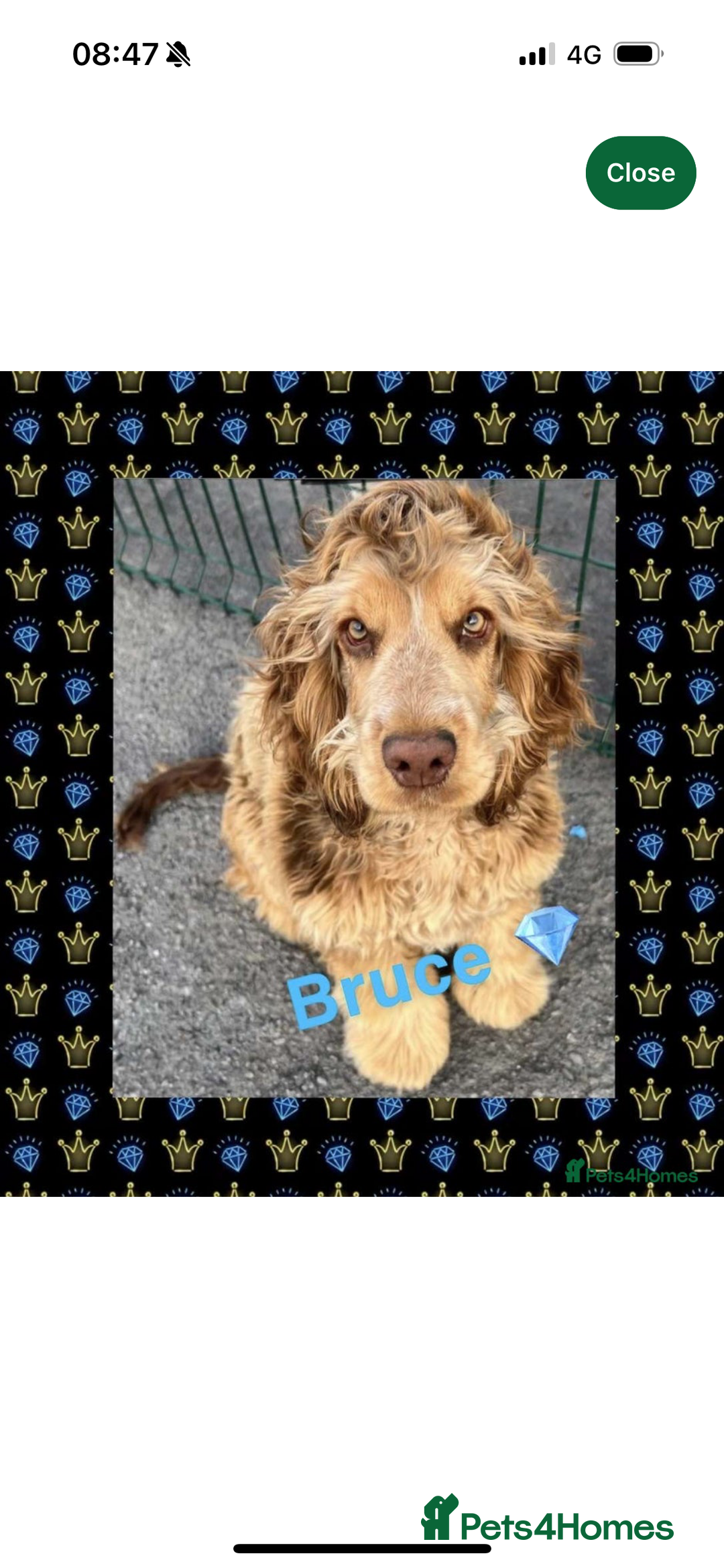 Cockapoo dogs for sale: WAITING LIST OPEN FOR SHOW SPANIELS AND COCKAPOOS - Advert 19