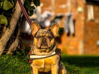 French Bulldog dogs HEALTH TESTED BLUE MERLE & TAN STUD CARRYING COCOA in Boston - Advert 7