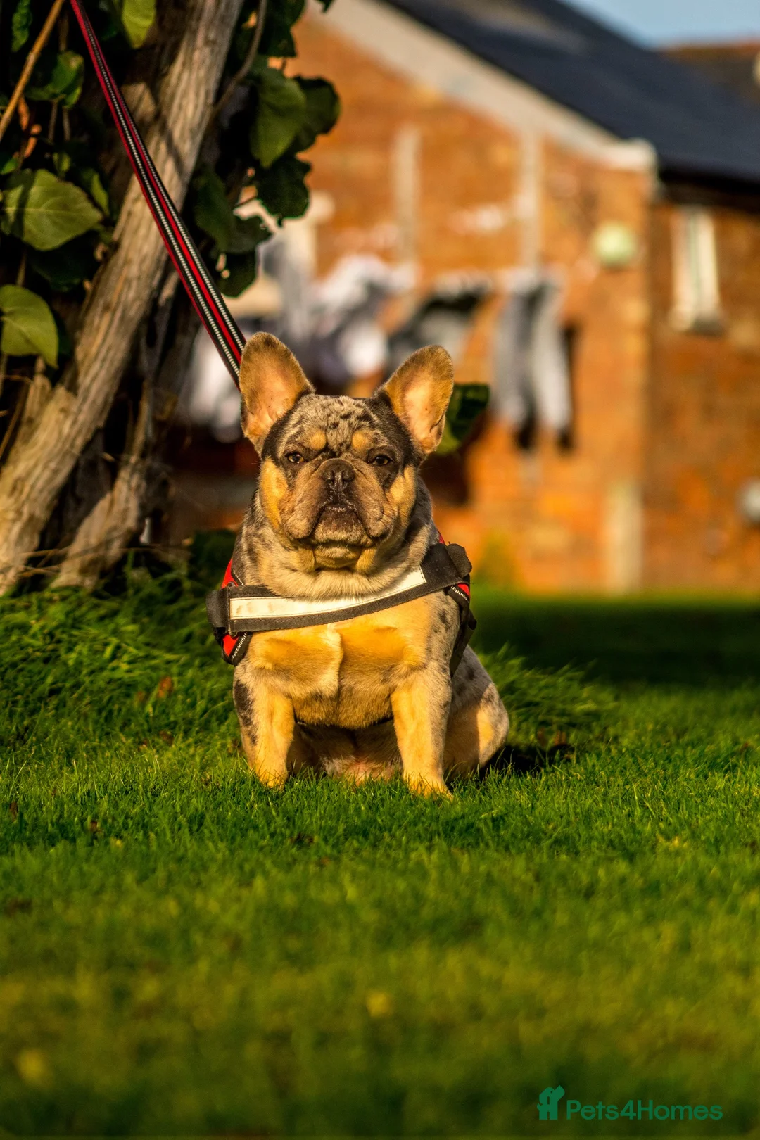 French Bulldog dogs for stud: HEALTH TESTED BLUE MERLE & TAN STUD CARRYING COCOA in Boston - Advert 1