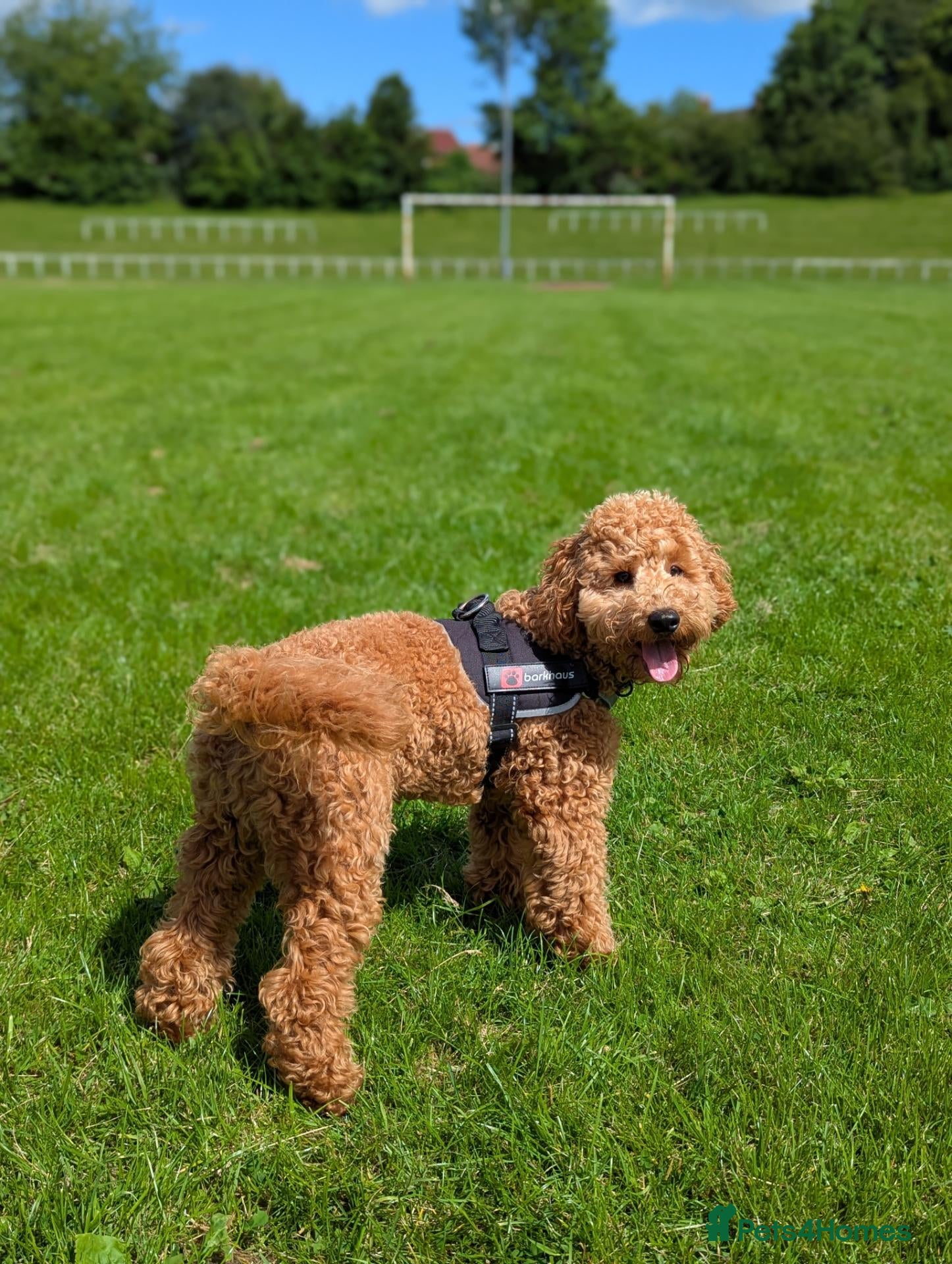 Cavapoo dogs Male cavapoo  - Advert 1