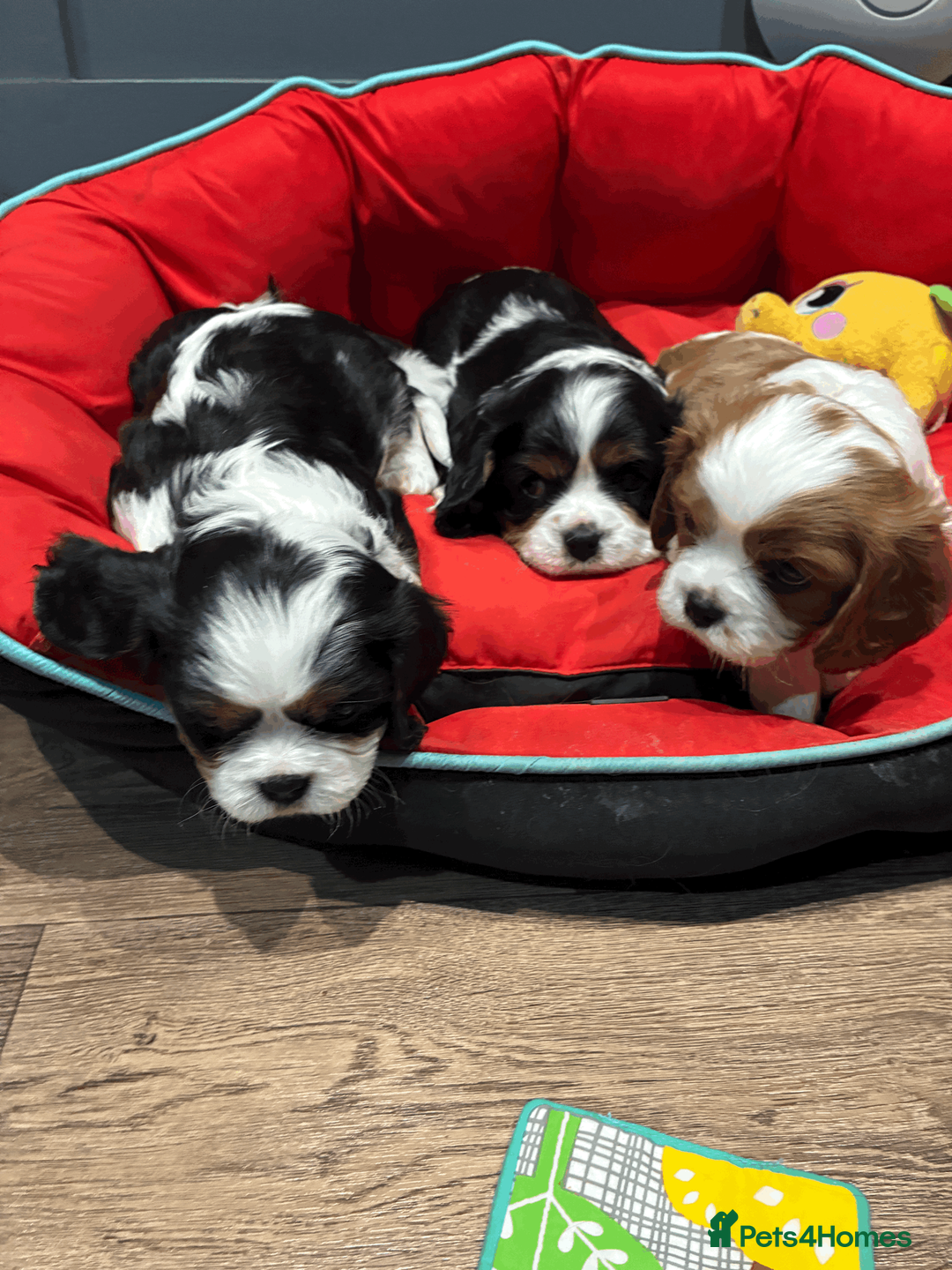 Cavalier King Charles Spaniel dogs for sale: KC REG/EXTENSIVELY MRI HEALTH Tested Male Cav Pup - Advert 2