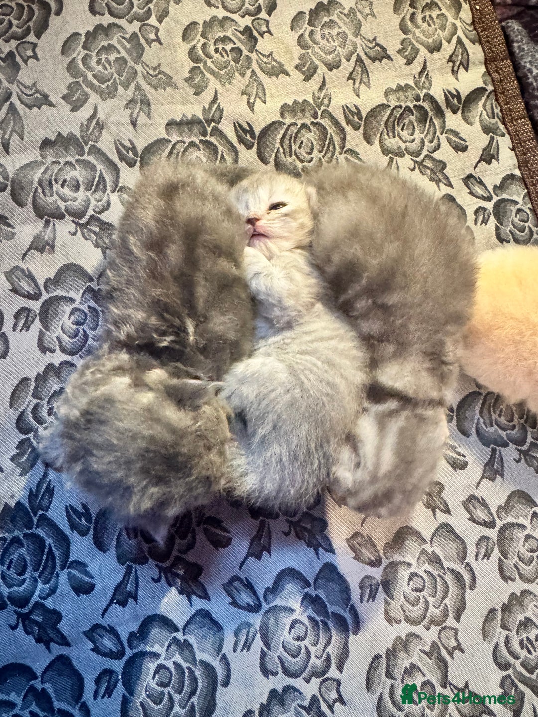 Maine Coon cats for sale: Main coon adorable kittens  - Advert 5