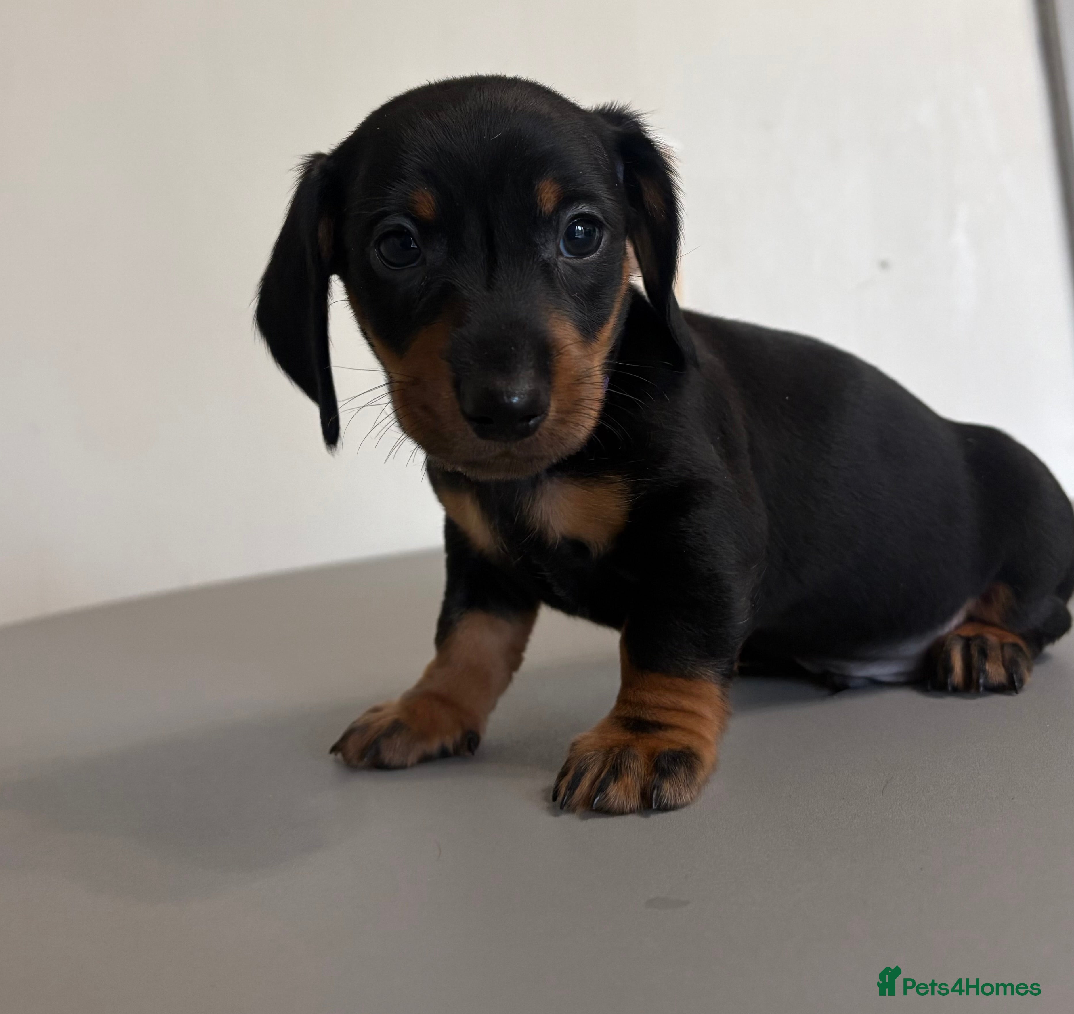 Dachshund dogs Last Black and Tan standard dachshund boy  - Advert 1