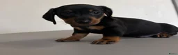 Dachshund dogs for sale: 5 Beautiful Standard Dachshund boys  - Advert 11
