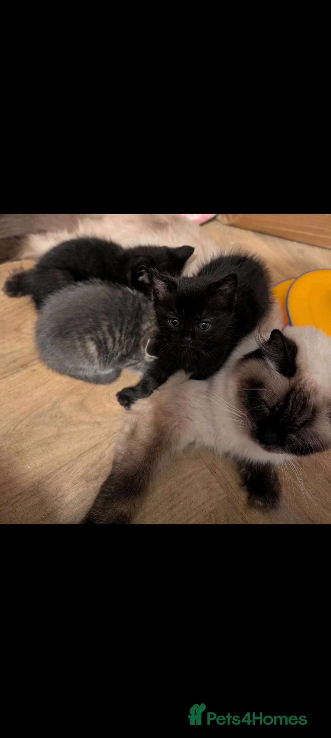 Ragcoon cats for sale: four gorgeous ragcoons ❤️ - Advert 9