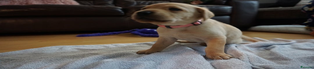 Labrador Retriever Puppy 6