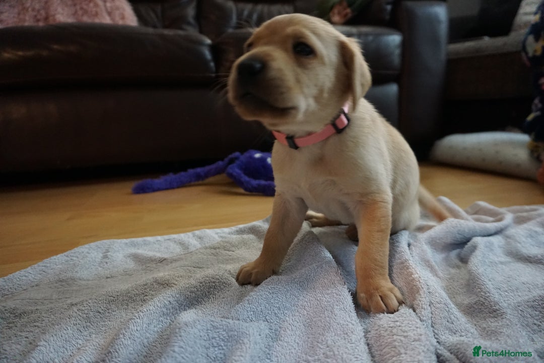 Labrador Retriever dogs for sale: READY NOW Stunning Fox red Labrador puppies - Advert 37