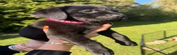 Labrador Retriever dogs for sale: Beautiful Labrador Puppies - 5 available  in Barrow-upon-Humber - Advert 8