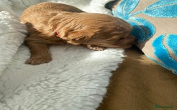 Mini Goldendoodle dogs for sale: 8 Lovingly Raised Miniature Goldendoodles  - Image 6