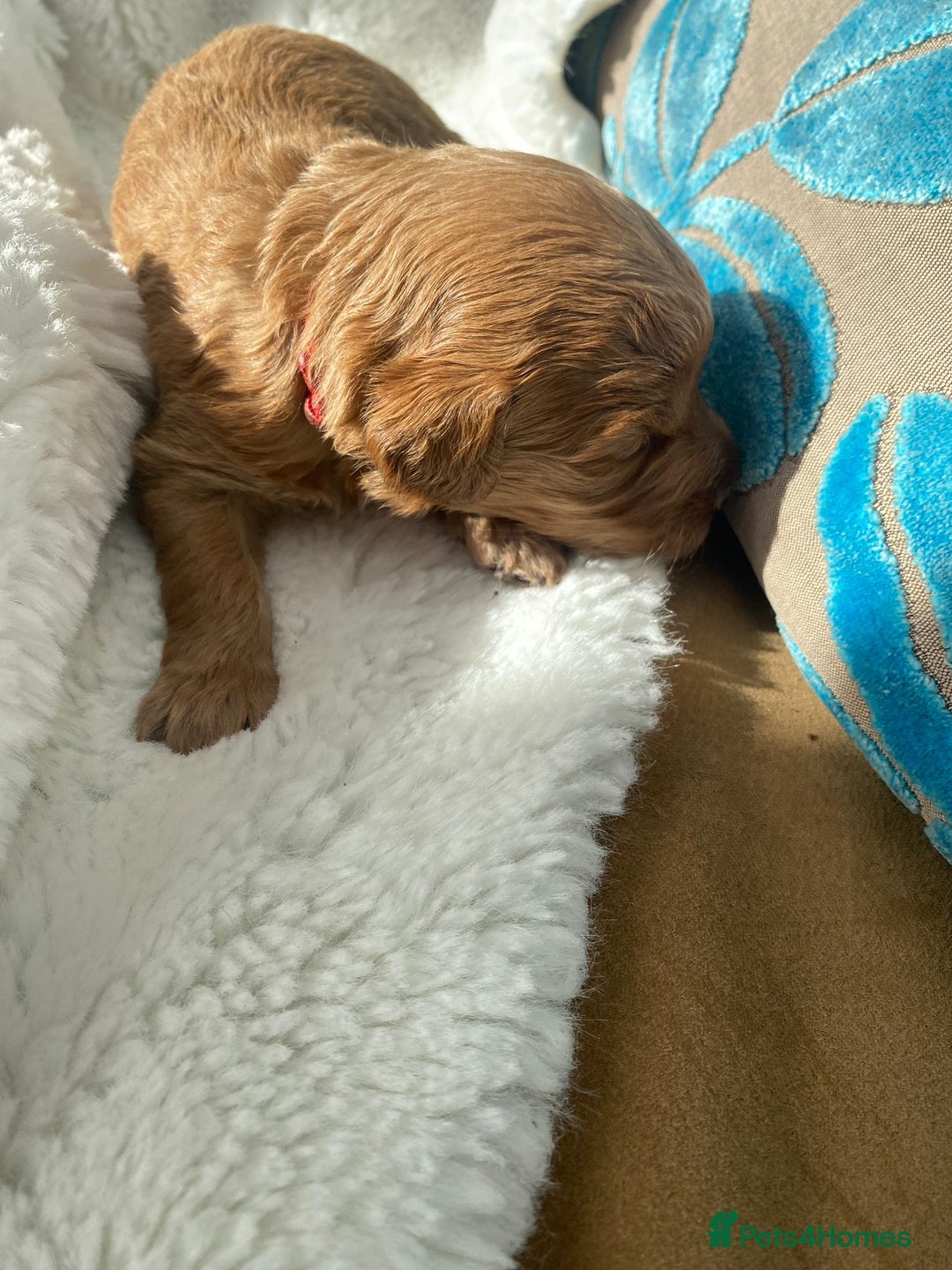 Mini Goldendoodle dogs for sale: 8 Lovingly Raised Miniature Goldendoodles  - Image 6