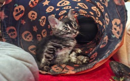 Bengal cats for sale: 🌟 Premium Bengal Tica Kittens – 5★Breeder 🌟 - Image 18