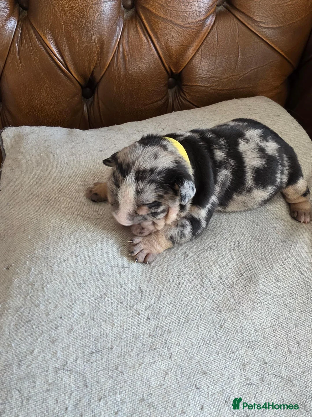 English Bulldog dogs for sale: Indie - Advert 7