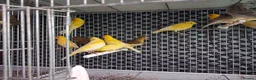Canaries birds for sale: Cnarries  for sale  - Advert 3