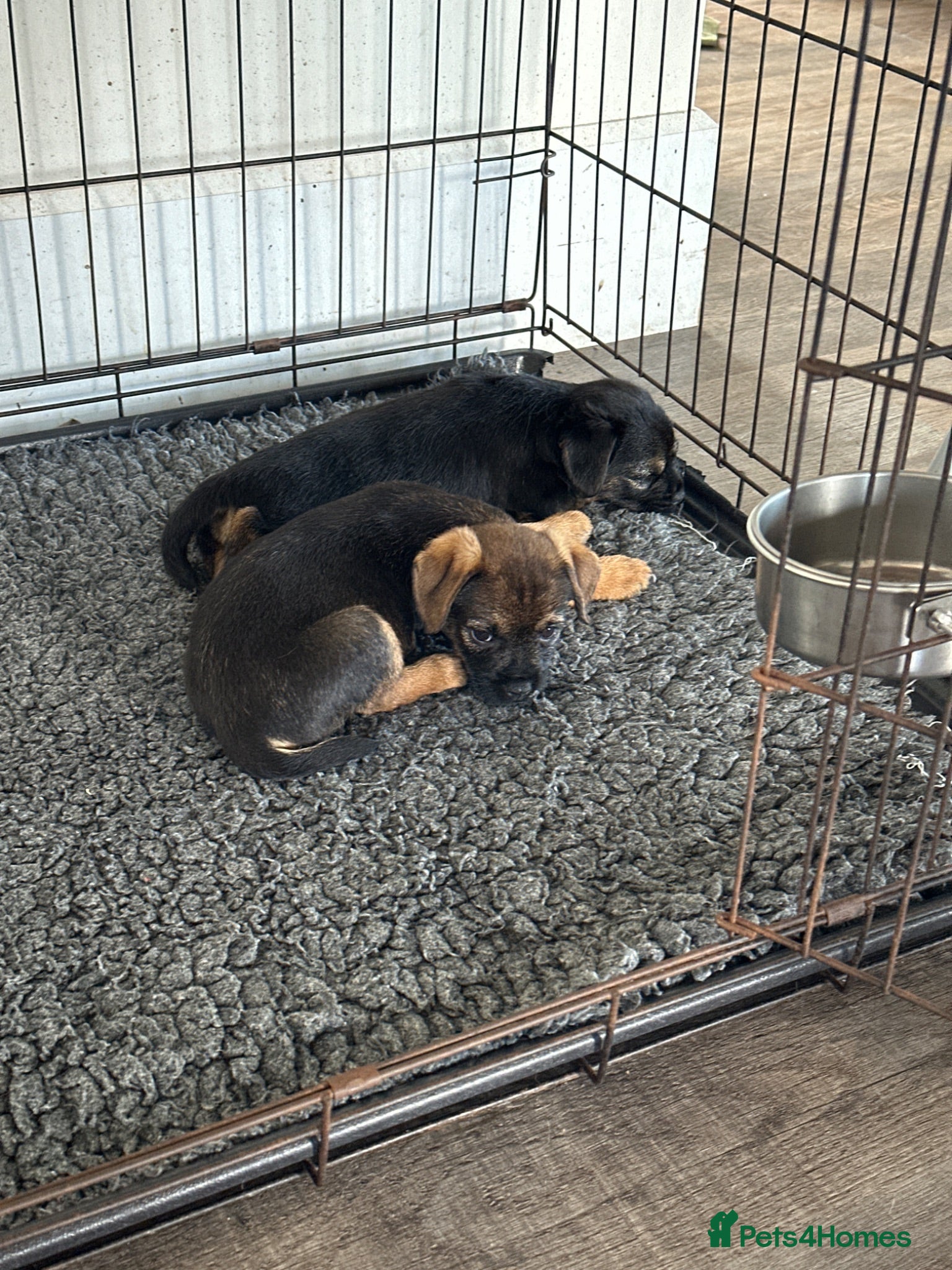 Border Terrier dogs Beautiful Border Terrier Pups - Advert 12