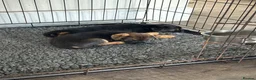 Border Terrier dogs for sale: Beautiful Border Terrier Pups - Advert 1