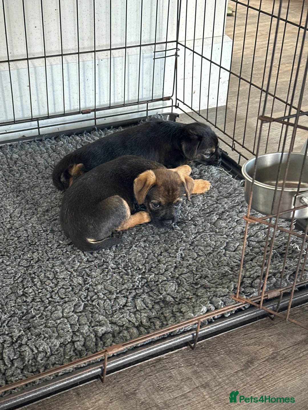 Border Terrier dogs for sale: Beautiful Border Terrier Pups - Advert 1
