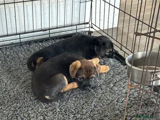 Border Terrier dogs Beautiful Border Terrier Pups - Advert 11
