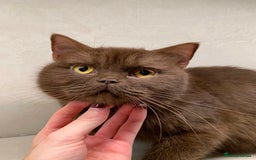 British Shorthair cats for sale: Champion BSH kittens - ready to reserve - Image 1