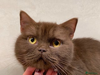 British Shorthair cats Champion BSH kittens - ready to reserve - Advert 3