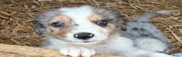 Border Collie dogs for sale: Blue merl border collies  - Advert 8