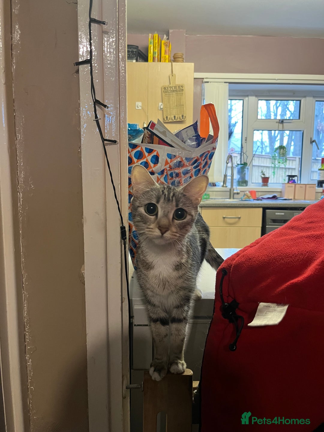 Mixed Breed cats for sale: 🐾 Stunning 9 week old blue eyed Kittens - Advert 18