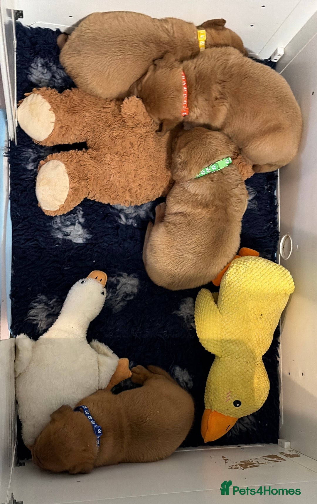 Dogue De Bordeaux dogs for sale: DOGUE DE BORDEAUX PUPS  - Image 5