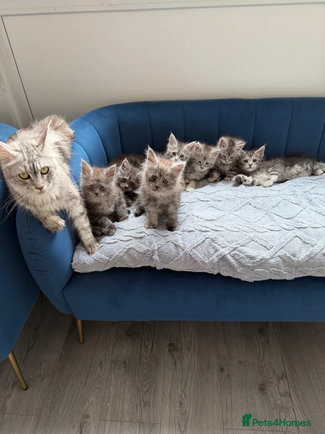 Maine Coon cats for sale: Pedigree Maine Coon Kittens, TICA Registered 🏆 - Advert 1