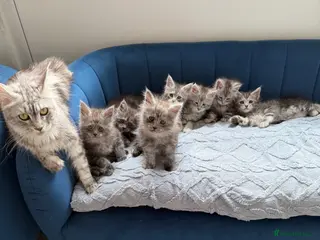 Maine Coon cats Pedigree Maine Coon Kittens, TICA Registered 🏆 - Advert 10