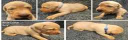 Labrador Retriever dogs for sale: Red Fox Labs : Health Checked-KC Reg,FTCH Pedigree - Advert 9
