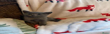 Russian Blue 1
