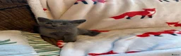 Russian Blue cats for sale: purebred Russian Blue kittens for sale  - Advert 3