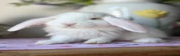 French Lop rabbits for sale: The happy hoppers French lop babies - Advert 6