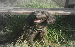 Mini Goldendoodle dogs for stud: Miniature Golden Doodle for stud. - Image 4